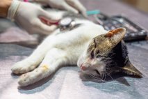 HOY: se entregan turnos para castraciones gratuitas de perros y gatos en la zona sur del distrito