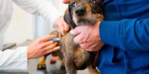 La Campaña de Vacunación Antirrábica 2026 llega a las veterinarias adheridas de San Clemente